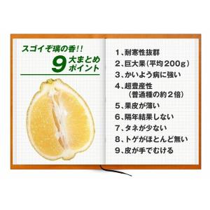 国華園 カンキツ苗 レモン 璃の香PVP 1株...の詳細画像2