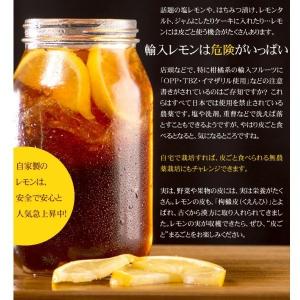 国華園 カンキツ苗 レモン 璃の香PVP 1株...の詳細画像3