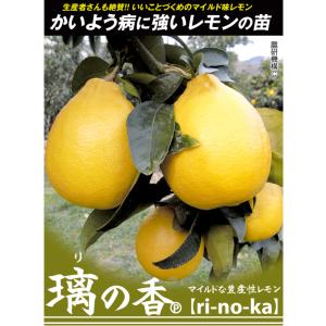 国華園 カンキツ苗 レモン 璃の香PVP 1株...の詳細画像1