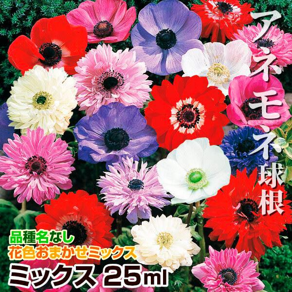 アネモネ 球根 ミックス (無選別) 25ml アネモネの球根 アネモネの花 秋植え球根