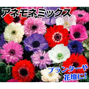 国華園 アネモネ 球根 ミックス (無選別) ...の詳細画像1