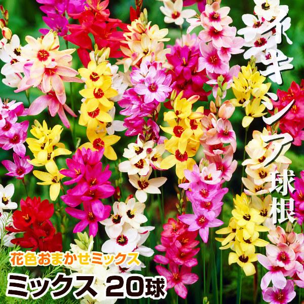 イキシア 球根 ミックス  (無選別) 20球 イキシアの球根 秋植え球根