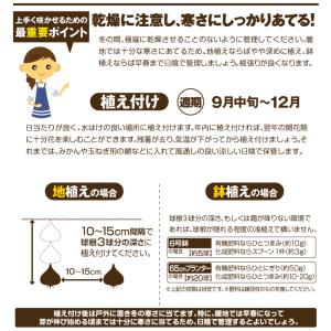 国華園 チューリップ 球根 5種ミックス (無...の詳細画像5