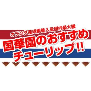 国華園 チューリップ 球根 5種ミックス (無...の詳細画像2