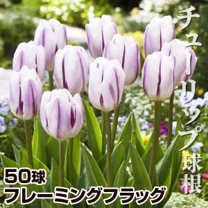 国華園 チューリップ 球根 フレーミングフラッグ 50球 チューリップの球根