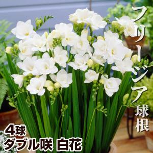 国華園 フリージア 球根 ダブル咲 白花 4球 フリージアの球根 八重咲き 秋植え球根