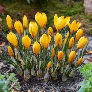 秋植え球根 大輪クロッカス 黄花 ゴールデンイエロー 50球 / 花の球根 国華園