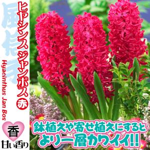 国華園 ヒヤシンス 球根 ジャンボス 3球 赤...の詳細画像1