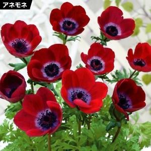 アネモネ 球根の商品一覧 通販 Yahoo ショッピング