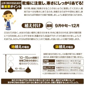 国華園 チューリップ 球根 いちごブレンド (...の詳細画像3