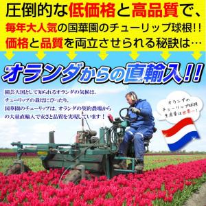 国華園 チューリップ 球根 みかんブレンド (...の詳細画像2