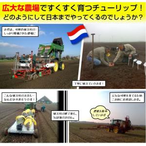 国華園 チューリップ 球根 みかんブレンド (...の詳細画像3