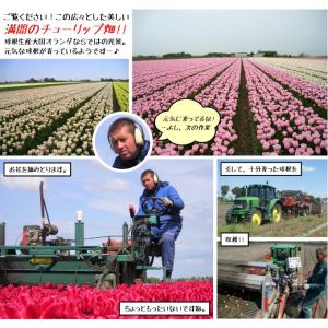 国華園 チューリップ 球根 みかんブレンド (...の詳細画像4