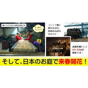 国華園 チューリップ 球根 みかんブレンド (...の詳細画像5