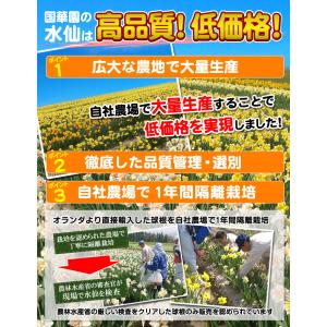 国華園 水仙 球根 カップ咲水仙 カールトン ...の詳細画像2