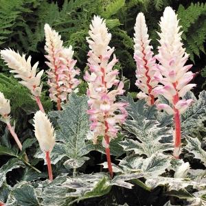 半日陰 宿根草 花 ガーデニング の商品一覧 通販 Yahoo ショッピング