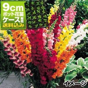 ケース花苗 トルコキキョウ 紫系ミックス (無選別) 48株（2ケース