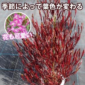 ドドナエアの商品一覧 通販 Yahoo ショッピング