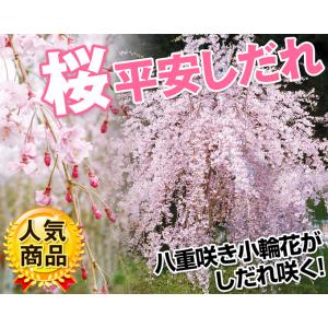 国華園 桜苗 平安しだれ 3株 接木1年生根巻...の詳細画像1