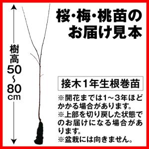 国華園 桜苗 平安しだれ 3株 接木1年生根巻...の詳細画像2