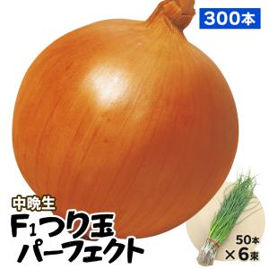 玉ねぎ苗（中晩生）F1つり玉パーフェクト 300本  貯蔵系 たまねぎ 玉葱 たまねぎの苗 野菜苗 なえ 国華園