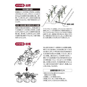 国華園 玉ねぎ苗(中晩生)F1ネオアース 30...の詳細画像5