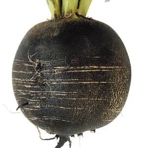 国華園 種 野菜たね ダイコン くろまるだいこん 1袋（3ml） 大根 やさいの種