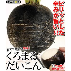 国華園 種 野菜たね ダイコン くろまるだいこ...の詳細画像2
