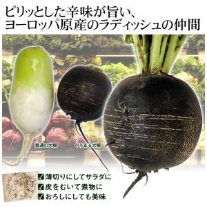 国華園 種 野菜たね ダイコン くろまるだいこ...の詳細画像3