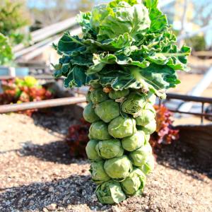 国華園 種 野菜たね キャベツ 芽キャベツ 1...の詳細画像2