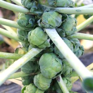 国華園 種 野菜たね キャベツ 芽キャベツ 1...の詳細画像3