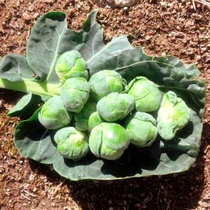国華園 種 野菜たね キャベツ 芽キャベツ 1...の詳細画像4