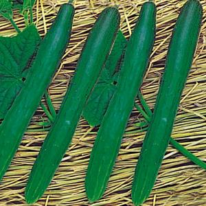 国華園 種 野菜たね 秋どり野菜 キュウリ 霜しらず地這きゅうり 1袋（1ml） 胡瓜 やさいの種