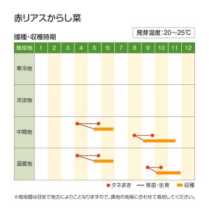 国華園 種 野菜たね 菜類 赤リアスからし菜 ...の詳細画像1