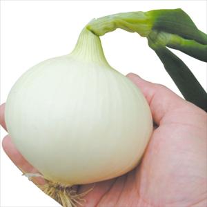 国華園 種 野菜たね タマネギ （超極早生）はや玉グルメ 1袋（3ml） 玉葱 玉ねぎ やさいの種