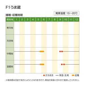 国華園 種 野菜たね タマネギ (晩生)F1う...の詳細画像2