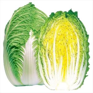 国華園 種 野菜たね ハクサイ F1蔵錦 1袋（4ml） 白菜 やさいの種