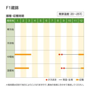 国華園 種 野菜たね ハクサイ F1蔵錦 1袋...の詳細画像4