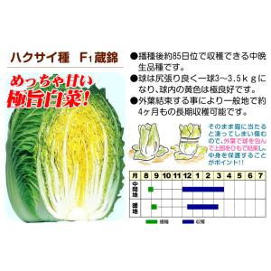 国華園 種 野菜たね ハクサイ F1蔵錦 1袋...の詳細画像3