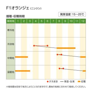国華園 種 野菜たね ニンジン F1オランジェ...の詳細画像3