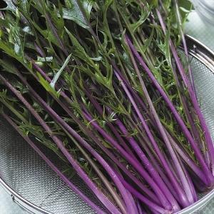 国華園 種 野菜たね 水菜 紅法師(R)PVP ...の商品画像