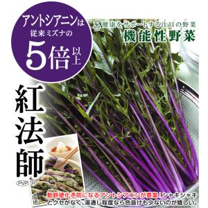 国華園 種 野菜たね 水菜 紅法師(R)PVP...の詳細画像1