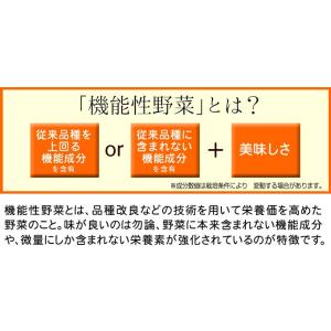 国華園 種 野菜たね 水菜 紅法師(R)PVP...の詳細画像2
