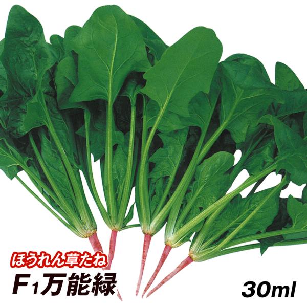 種 野菜たね ホウレン草 F1万能緑 1袋（30ml） 法蓮草 ほうれんそう 野菜の種 国華園
