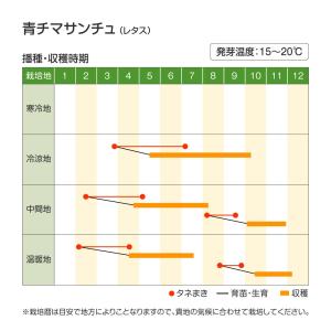 国華園 種 野菜たね サラダ野菜 青チマサンチ...の詳細画像1