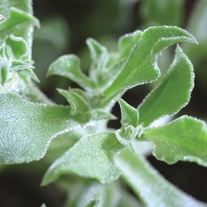 アイスプラント 種 種 種子 の商品一覧 花 ガーデニング 通販 Yahoo ショッピング