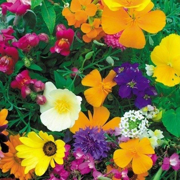 花種 花たね 花壇向きミックス  1袋（400mg）