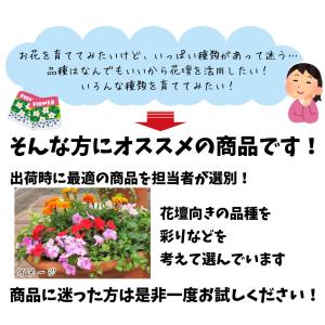 国華園 種 花たね 花壇向きミックス 1袋(4...の詳細画像1