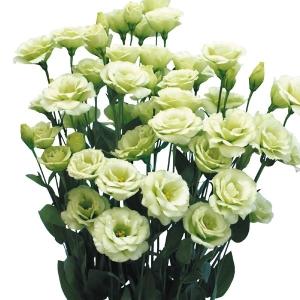 花と緑 国華園 トルコキキョウ 花たね Yahoo ショッピング