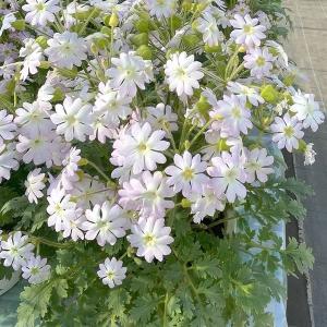 国華園 種 花たね ガーベラ メガレボリューションミックス 1袋(10粒